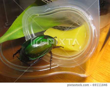 Close up shot of a green Mimela trying to eat a pudding Close up shot of a green Mimela trying to eat a pudding 69111846