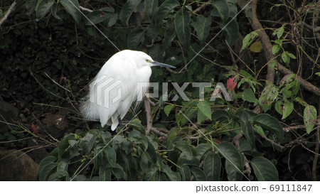 Close up shot of a Snowy Egret resting on tree Close up shot of a Snowy Egret resting on tree 69111847