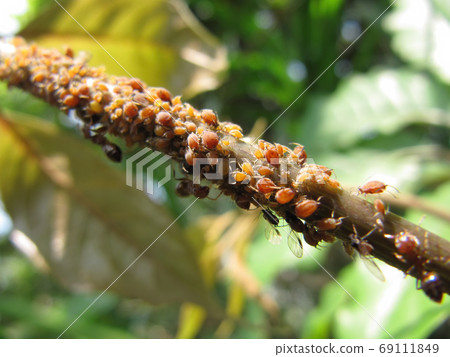 Close up shot of a brunch cover with pest Close up shot of a brunch cover with pest 69111849