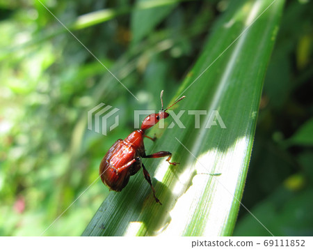 Close up shot of weevil on a leaf Close up shot of weevil on a leaf 69111852