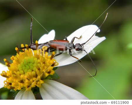 Close up shot of Stenurella melanura on a flower 69111900