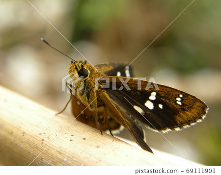 Close up shot of a Fiery skipper butterfly on a leaf 69111901