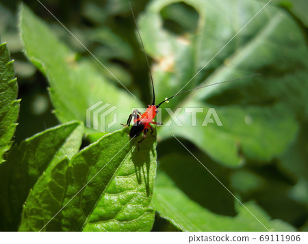 Close up shot of Conocephalus melaenus on leaf Close up shot of Conocephalus melaenus on leaf 69111906