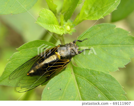 Close up shot of Cicadidae on a leaf 69111907