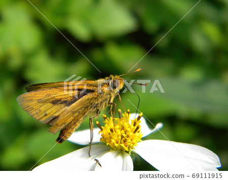 Close up shot of a Fiery skipper butterfly on a flower Close up shot of a Fiery skipper butterfly on a flower 69111915