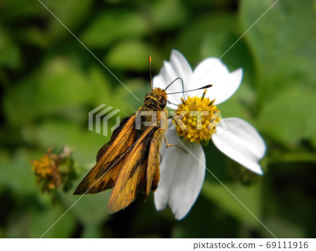 Close up shot of a Fiery skipper butterfly on a flower Close up shot of a Fiery skipper butterfly on a flower 69111916