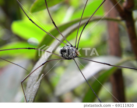 Close up shot of a Leiobunum spider Close up shot of a Leiobunum spider 69111920
