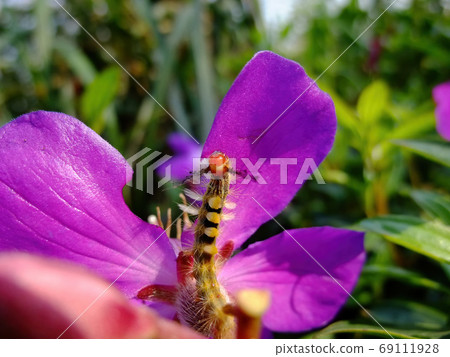 Close up shot of Tussock moths caterpillar on a flower Close up shot of Tussock moths caterpillar on a flower 69111928