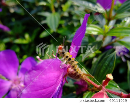 Close up shot of Tussock moths caterpillar on a flower Close up shot of Tussock moths caterpillar on a flower 69111929