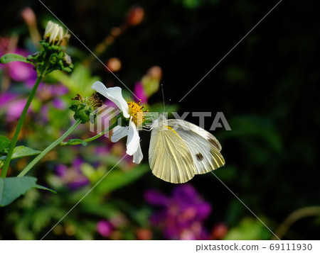 Close up shot of a cabbage white butterfly on a flower Close up shot of a cabbage white butterfly on a flower 69111930
