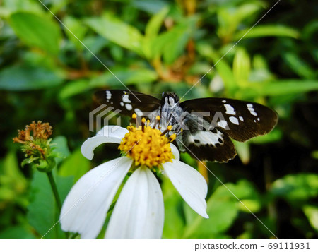 Close up shot of Udaspes folus on a flower 69111931