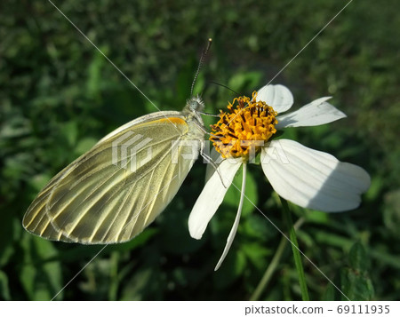 Close up shot of a cabbage white butterfly on a flower Close up shot of a cabbage white butterfly on a flower 69111935