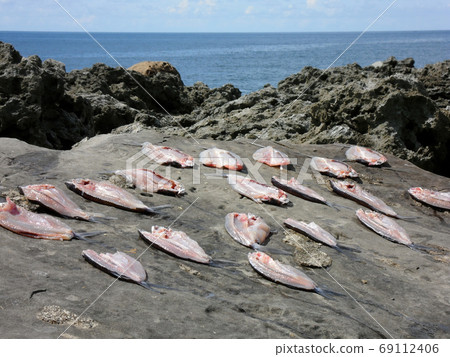 Close up shot of fish being dried under the sun on the rocks Close up shot of fish being dried under the sun on the rocks 69112406