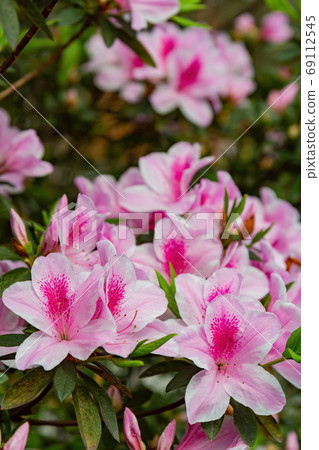 Close up shot of the beautiful Azalea blossom Close up shot of the beautiful Azalea blossom 69112545