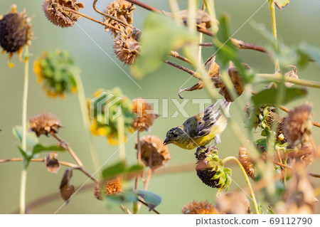 Close up shot of a cute Lesser goldfinch eating on a sunflower 69112790