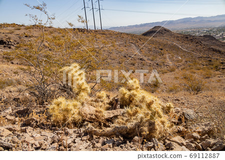Close up shot of Silver cholla Close up shot of Silver cholla 69112887