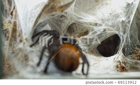 A large spider climbs into a hole in the web. Macro. House of pests. Close. Disaster for the forest.RAW 69113912