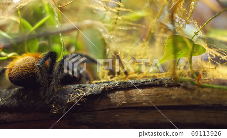 A large spider climbs into a hole in the web. Macro. House of pests. Close. Disaster for the forest.RAW 69113926