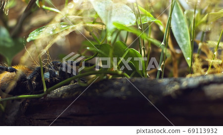 A large spider climbs into a hole in the web. Macro. House of pests. Close. Disaster for the forest.RAW A large spider climbs into a hole in the web. Macro. House of pests. Close. Disaster for the forest.RAW 69113932