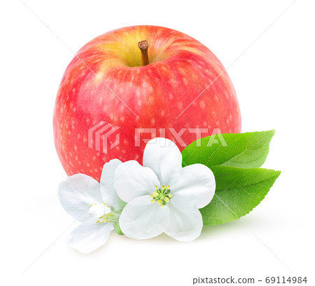 Isolated Apple flowers and red apple on white background Isolated Apple flowers and red apple on white background 69114984