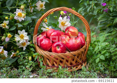 Basket with apples onions stands in the grass Basket with apples onions stands in the grass 69115611