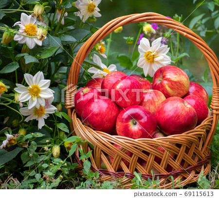 Basket with apples onions stands in the grass Basket with apples onions stands in the grass 69115613