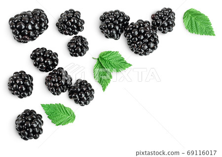 blackberry isolated on a white background closeup. Clipping path and full depth of field. Top view. Flat lay blackberry isolated on a white background closeup. Clipping path and full depth of field. Top view. Flat lay 69116017