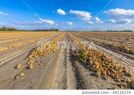 Rows of onions 69116139