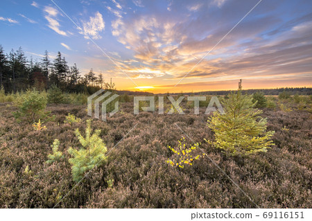 Heathland with bright colored larch 69116151