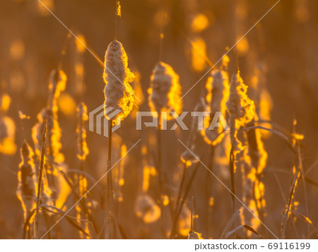 Common Bulrush seeding in orange light Common Bulrush seeding in orange light 69116199