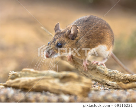 yellow-necked mouse on rock 69116221