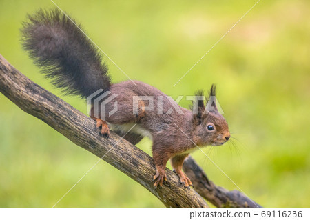 Red squirrel alerted 69116236