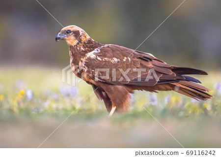 Marsh harrier female sideview Marsh harrier female sideview 69116242