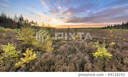 Heathland with bright colored larch 69116243