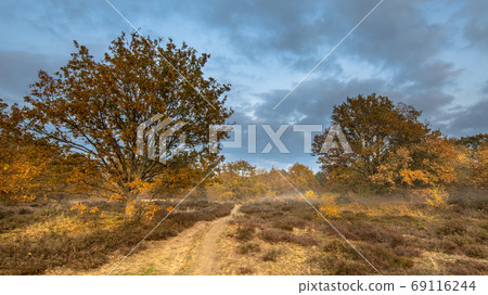 Hiking trail through heathland in autumn colors 69116244