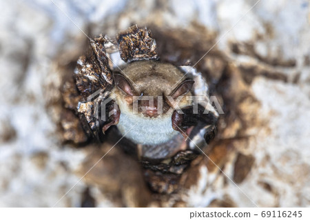 Long-fingered bat roosting 69116245