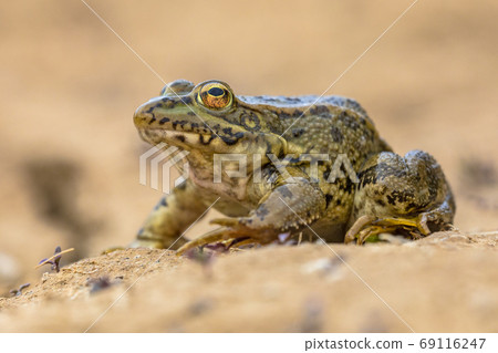 Iberian water frog 69116247
