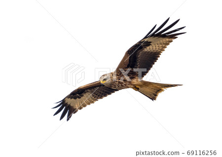Flying red kite against white background 69116256