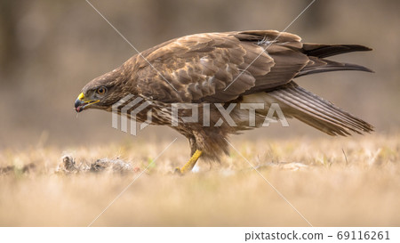 Common Buzzard with prey Common Buzzard with prey 69116261