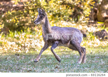Chamois running Chamois running 69116264