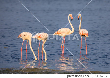 Four Flamingos feeding 69116287