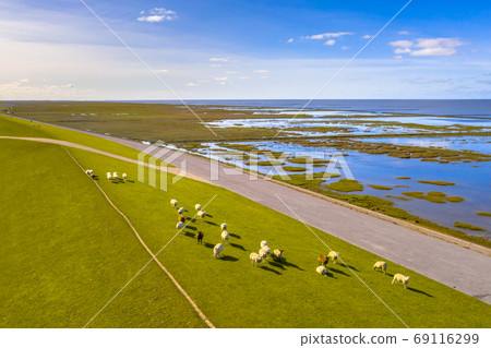 Aerial view sea dike with sheep Waddensea 69116299
