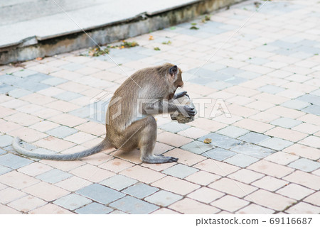 Monkey uses a tool - a free-living wild street macaque uses a cobblestone to break a nut of a sea-almond tree (Terminalia catappa) in Prachuap Khiri Khan city, Thailand. Monkey uses a tool - a free-living wild street macaque uses a cobblestone to break a nut of a sea-almond tree (Terminalia catappa) in Prachuap Khiri Khan city, Thailand. 69116687
