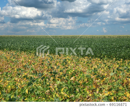 Soybean field in summer 69116871