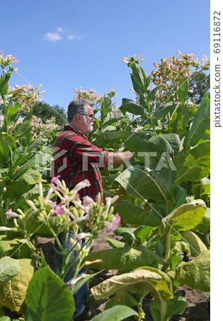 Farmer working in tobacco field 69116872
