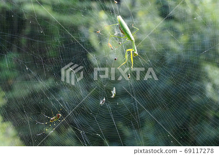 Greater mantis in the web 69117278