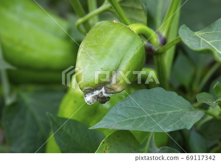 Rotten green pepper. Diseases of the capsicum and bell pepper 69117342