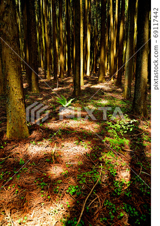 Lake Tanuki Landscape of the broad-leaved forest zone on the north side 69117442