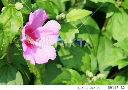 玫瑰沙龍 69117482