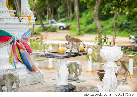 Macaque steals food from a shrine. Ao Nang, Krabi, Thailand. This is a crab-eating macaque (Macaca fascicularis). 69117559